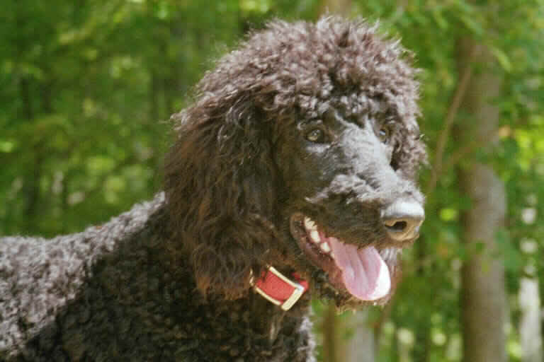 Toby the Poodle /Pittsfield - Northwood - NH